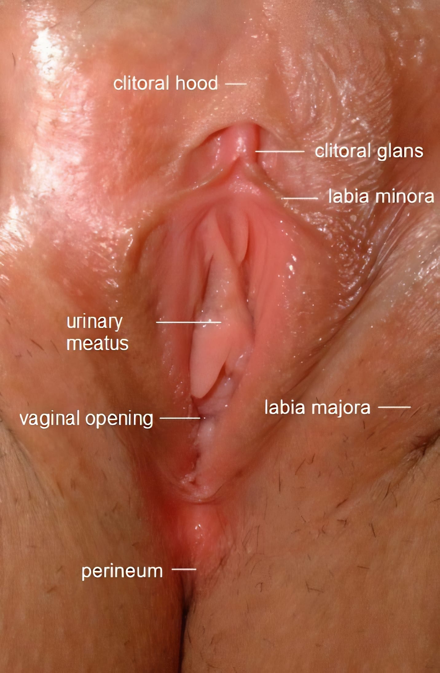 Educational illustration of the vulva with labeled anatomy—including clitoris, labia, and vaginal opening—used to guide sissies in Female-Led Relationships toward informed, attentive oral worship.